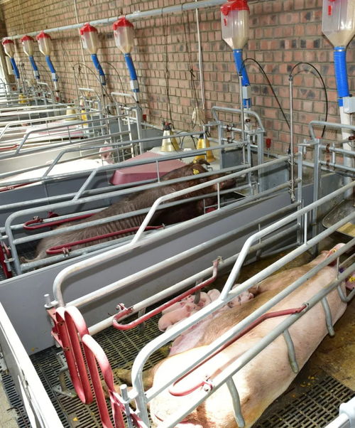 7个人就能养25000头猪 乌兰察布进入了智能养猪4.0时代...