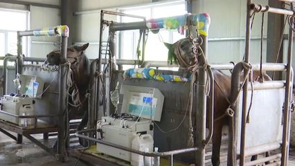 乡村振兴丨扎旗阿拉达尔吐苏木:发展特色马产业 助力产业振兴