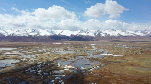 新疆的牧草种子遨游太空