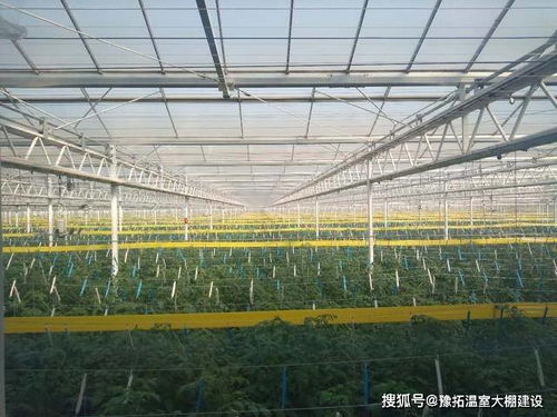 参观荷兰智慧农业玻璃温室大棚,专为番茄建造的温室