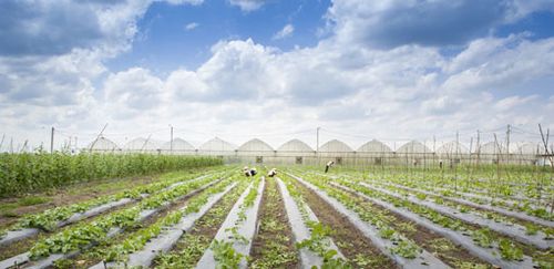 高技术农业:平阳农业的突破方向